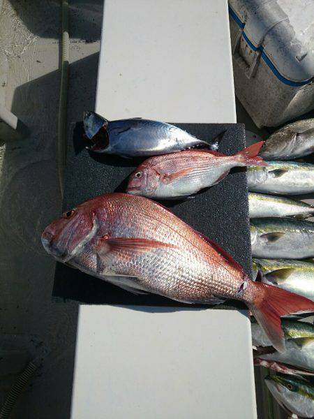 エンペラー 釣果