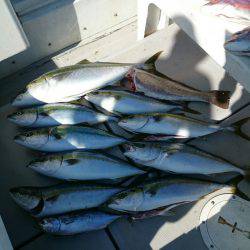 エンペラー 釣果