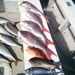 エンペラー 釣果