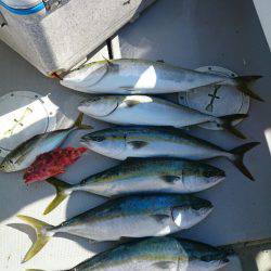 エンペラー 釣果