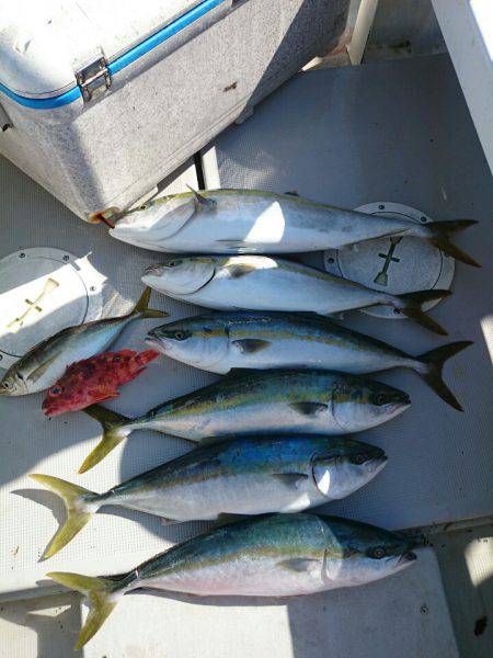 エンペラー 釣果