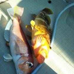 アマテラス 釣果