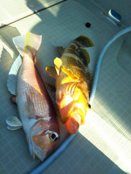 アマテラス 釣果