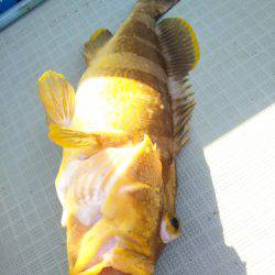 アマテラス 釣果