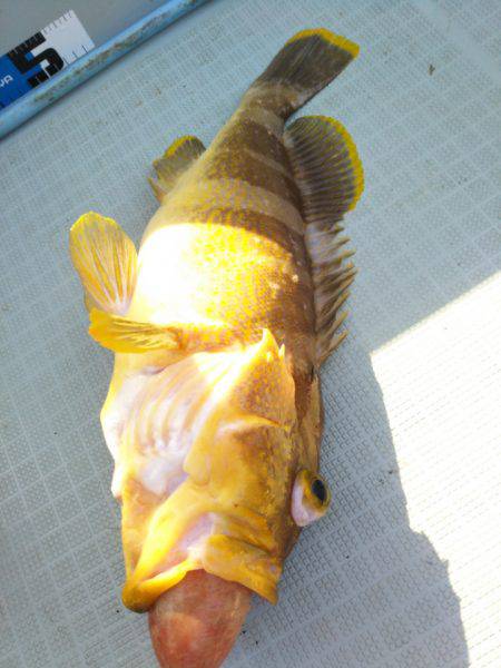 アマテラス 釣果