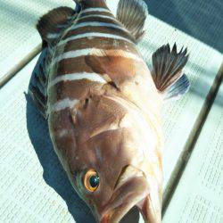 アマテラス 釣果