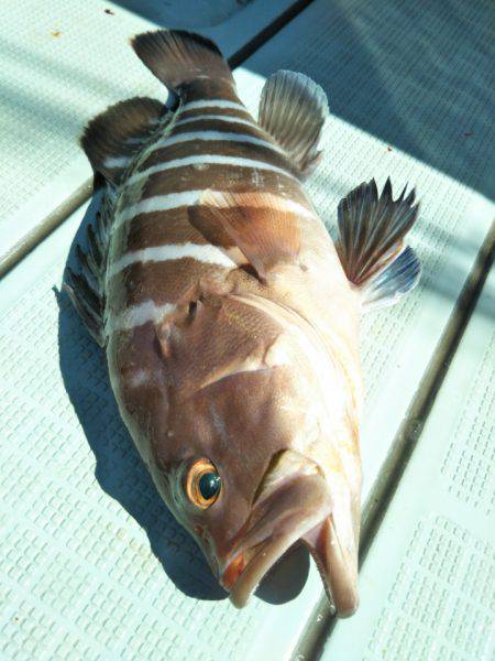 アマテラス 釣果