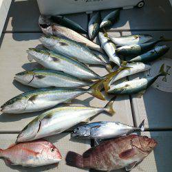 エンペラー 釣果