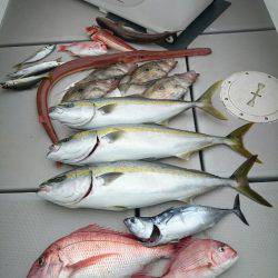 エンペラー 釣果