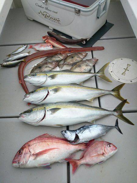 エンペラー 釣果