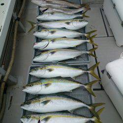 エンペラー 釣果