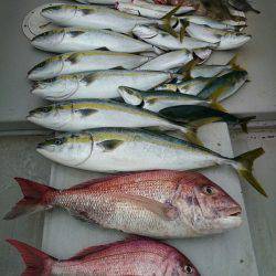 エンペラー 釣果