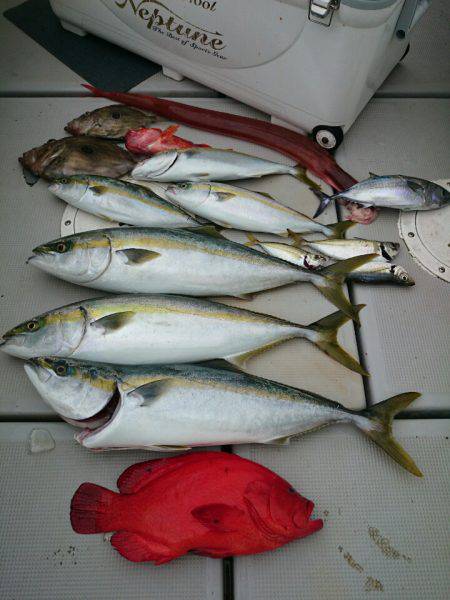 エンペラー 釣果