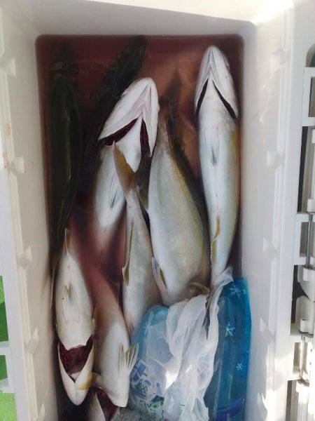 丸万釣船 釣果
