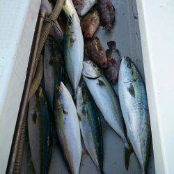 エンペラー 釣果