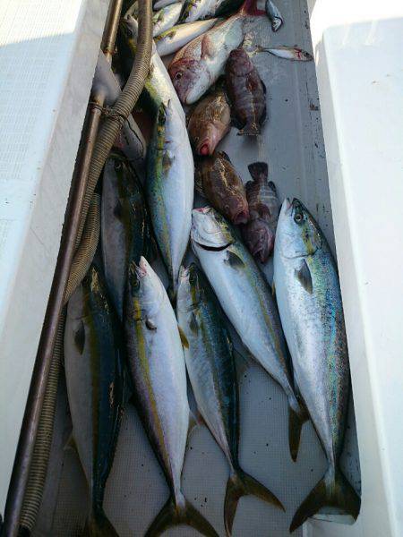 エンペラー 釣果