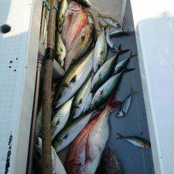 エンペラー 釣果