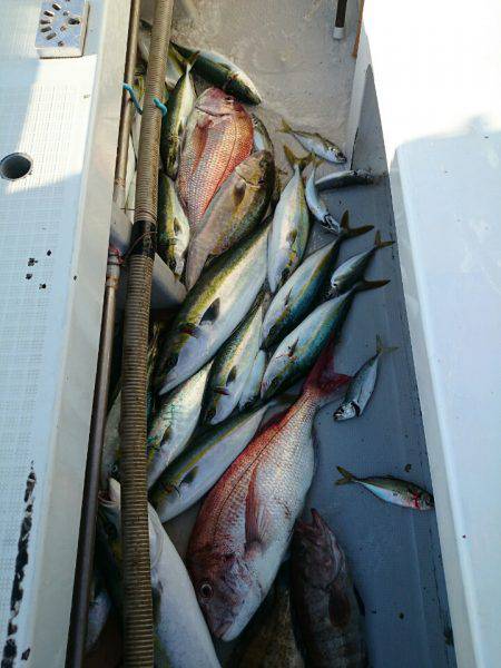 エンペラー 釣果