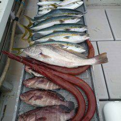 エンペラー 釣果