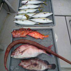 エンペラー 釣果