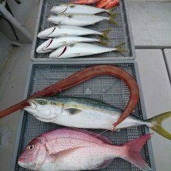 エンペラー 釣果