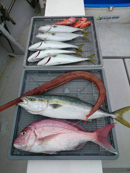 エンペラー 釣果