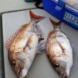 ソルトウォーターガイドフレンズ 釣果