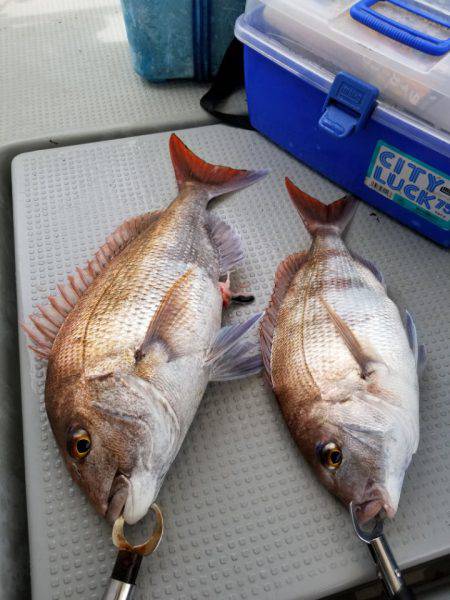 ソルトウォーターガイドフレンズ 釣果