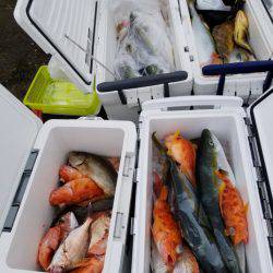 ソルトウォーターガイドフレンズ 釣果