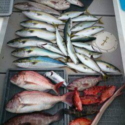 エンペラー 釣果