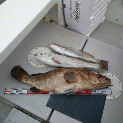 エンペラー 釣果