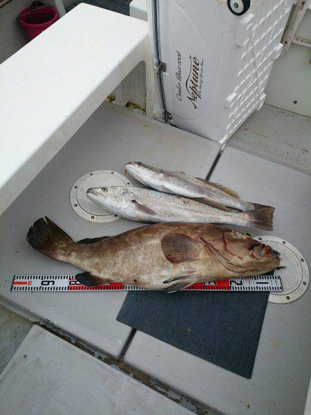 エンペラー 釣果