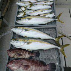 エンペラー 釣果