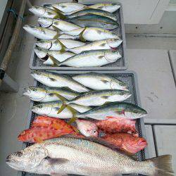 エンペラー 釣果