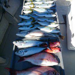 エンペラー 釣果