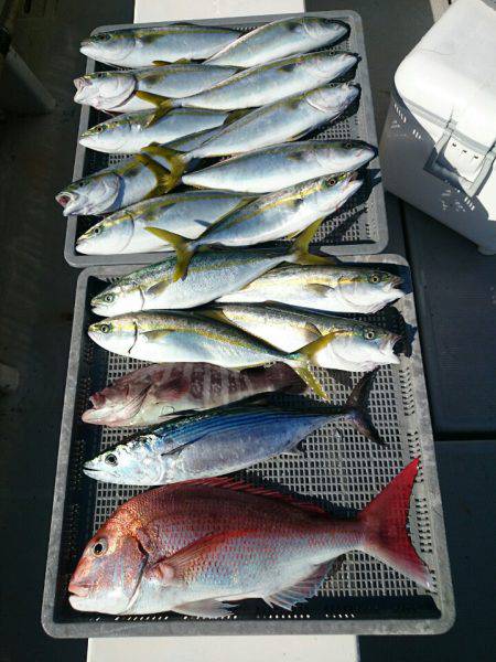 エンペラー 釣果