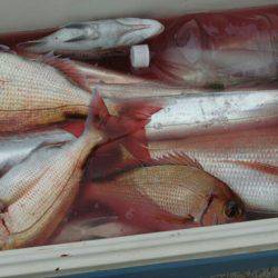 Big One　ビッグワン 釣果