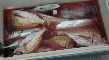 Big One　ビッグワン 釣果