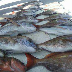 タイラバ遊漁船 ワンピース 釣果