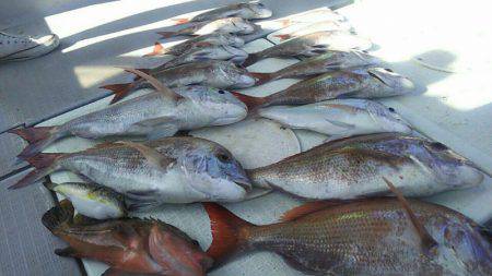 タイラバ遊漁船 ワンピース 釣果