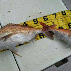 タイラバ遊漁船 ワンピース 釣果