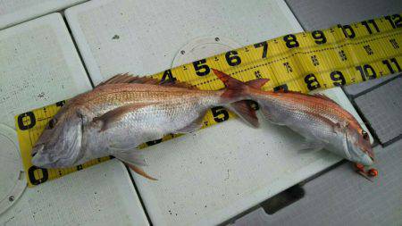 タイラバ遊漁船 ワンピース 釣果