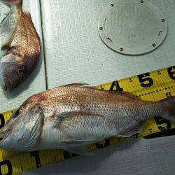 タイラバ遊漁船 ワンピース 釣果