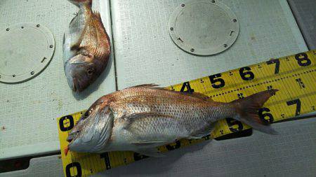 タイラバ遊漁船 ワンピース 釣果