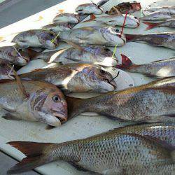 タイラバ遊漁船 ワンピース 釣果