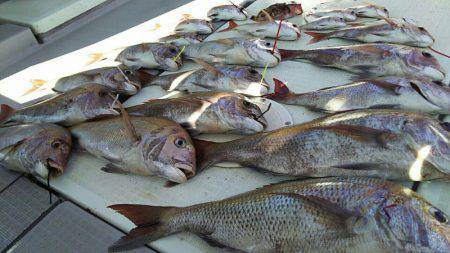タイラバ遊漁船 ワンピース 釣果