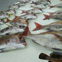 タイラバ遊漁船 ワンピース 釣果