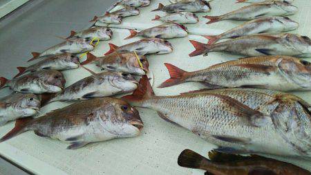 タイラバ遊漁船 ワンピース 釣果