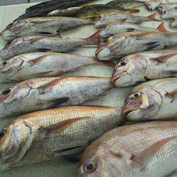 タイラバ遊漁船 ワンピース 釣果