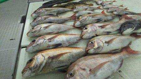 タイラバ遊漁船 ワンピース 釣果